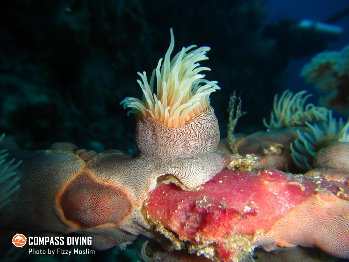 Compass Diving Resort Beloi Exterior photo