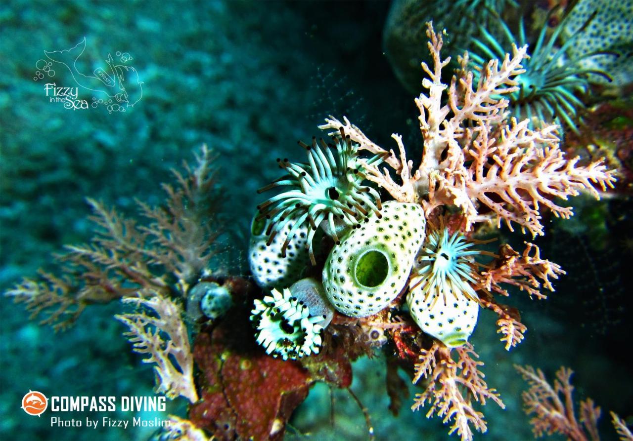 Compass Diving Resort Beloi Exterior photo